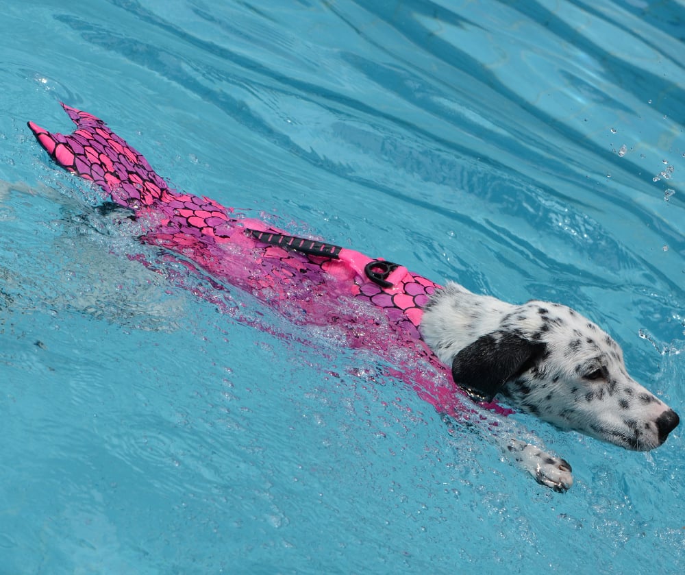 Chaleco salvavidas para perros de sirena y tiburón